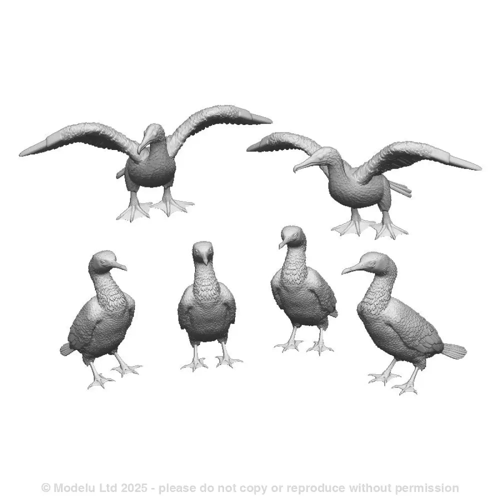 31408 Cormorants