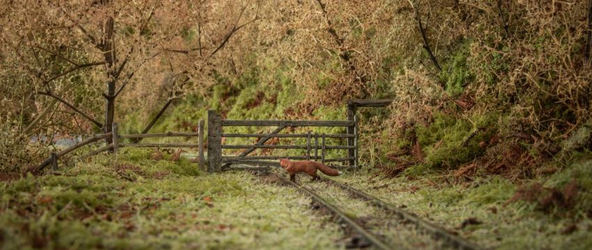 Pets, Wildlife and Livestock