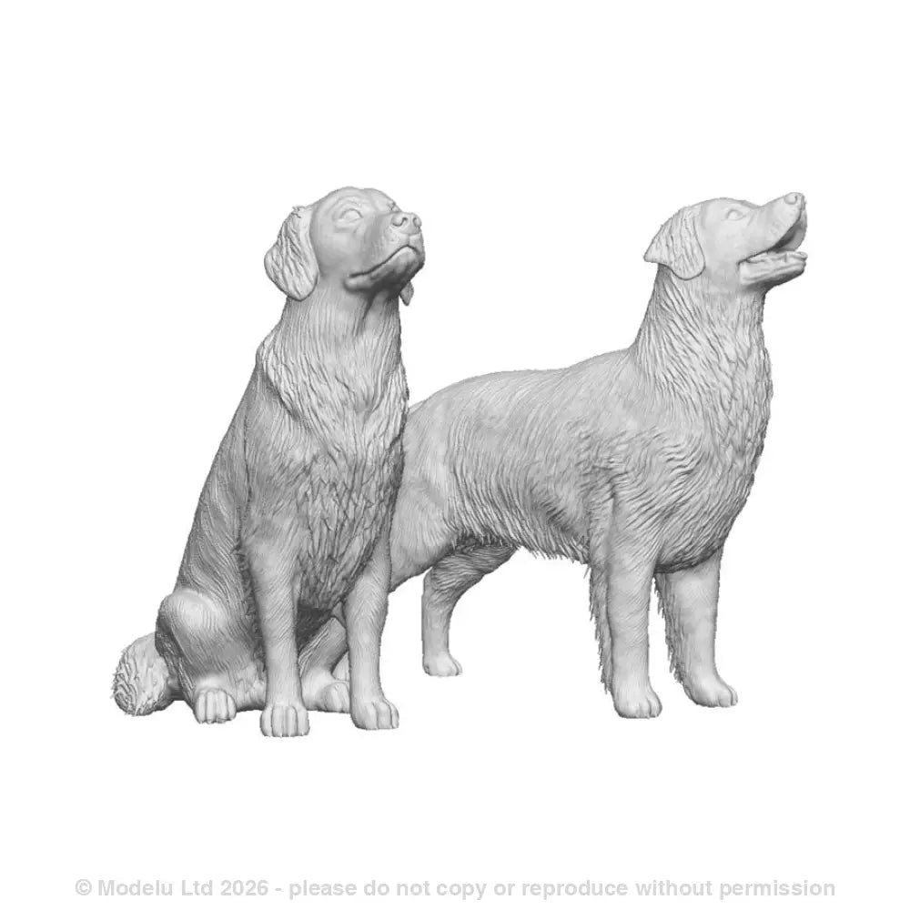 A pack of golden retrievers x2