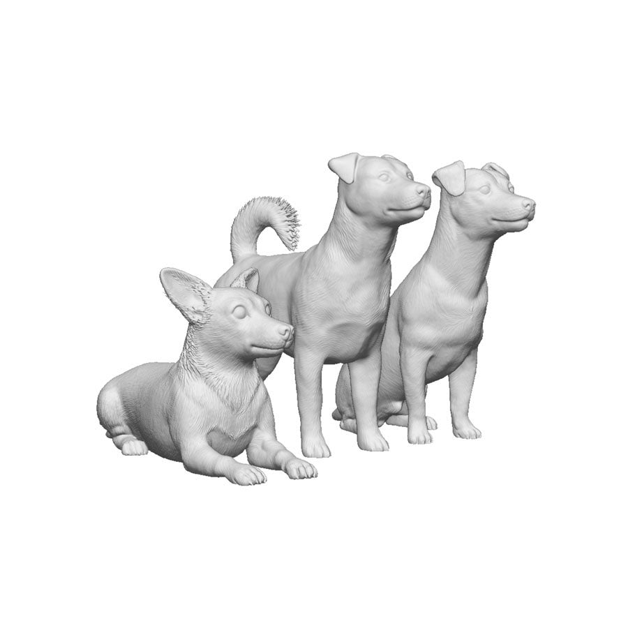 A pack of jack russell terriers x3