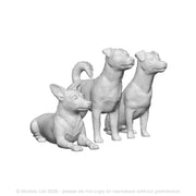 A pack of jack russell terriers x3