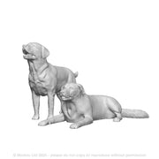 A pack of labradors x2