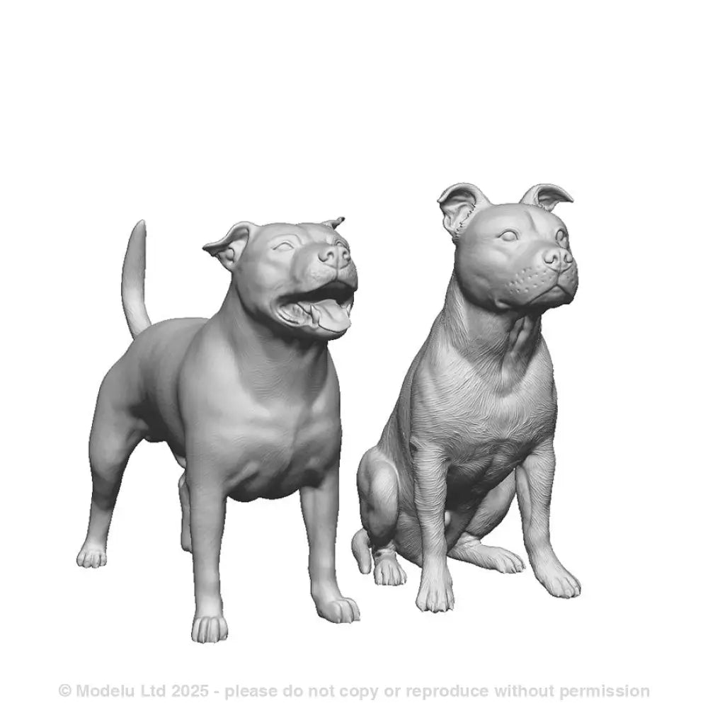 A pack of staffordshire bull terriers x2