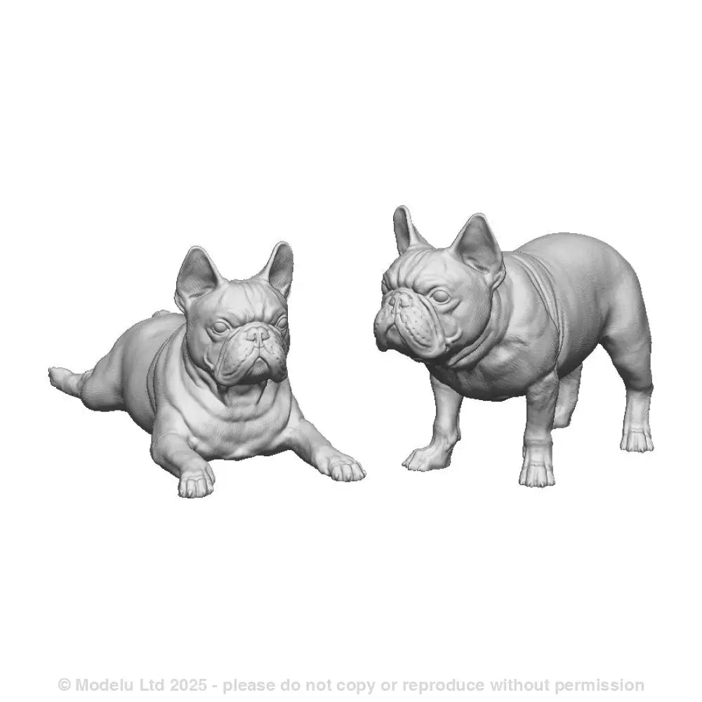 31015 French Bulldogs