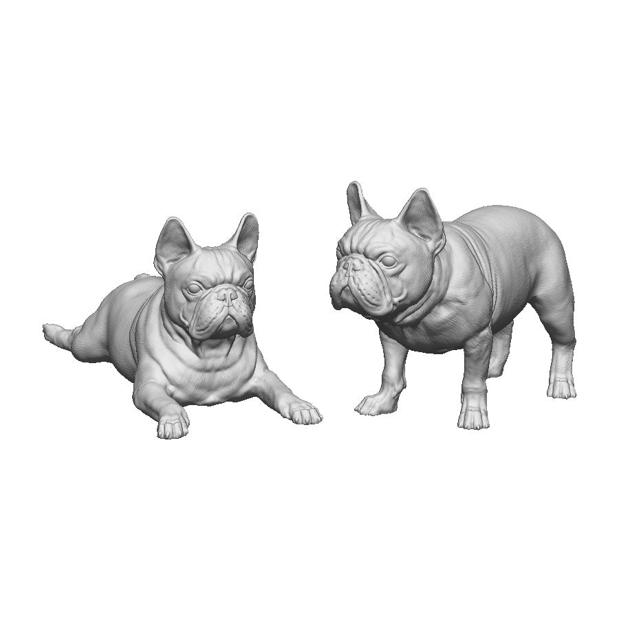 31015 French Bulldogs