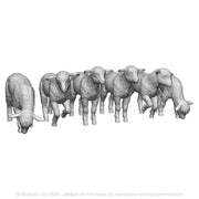 A pack of lambs x6