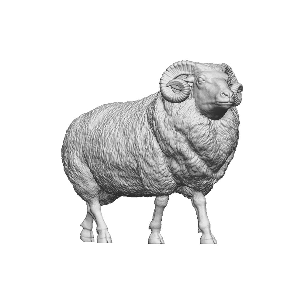 A ram
