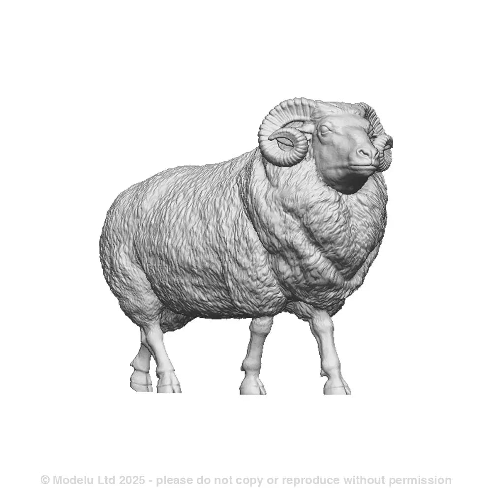 A ram