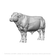 A bull