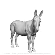 A donkey