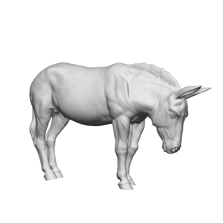 A donkey