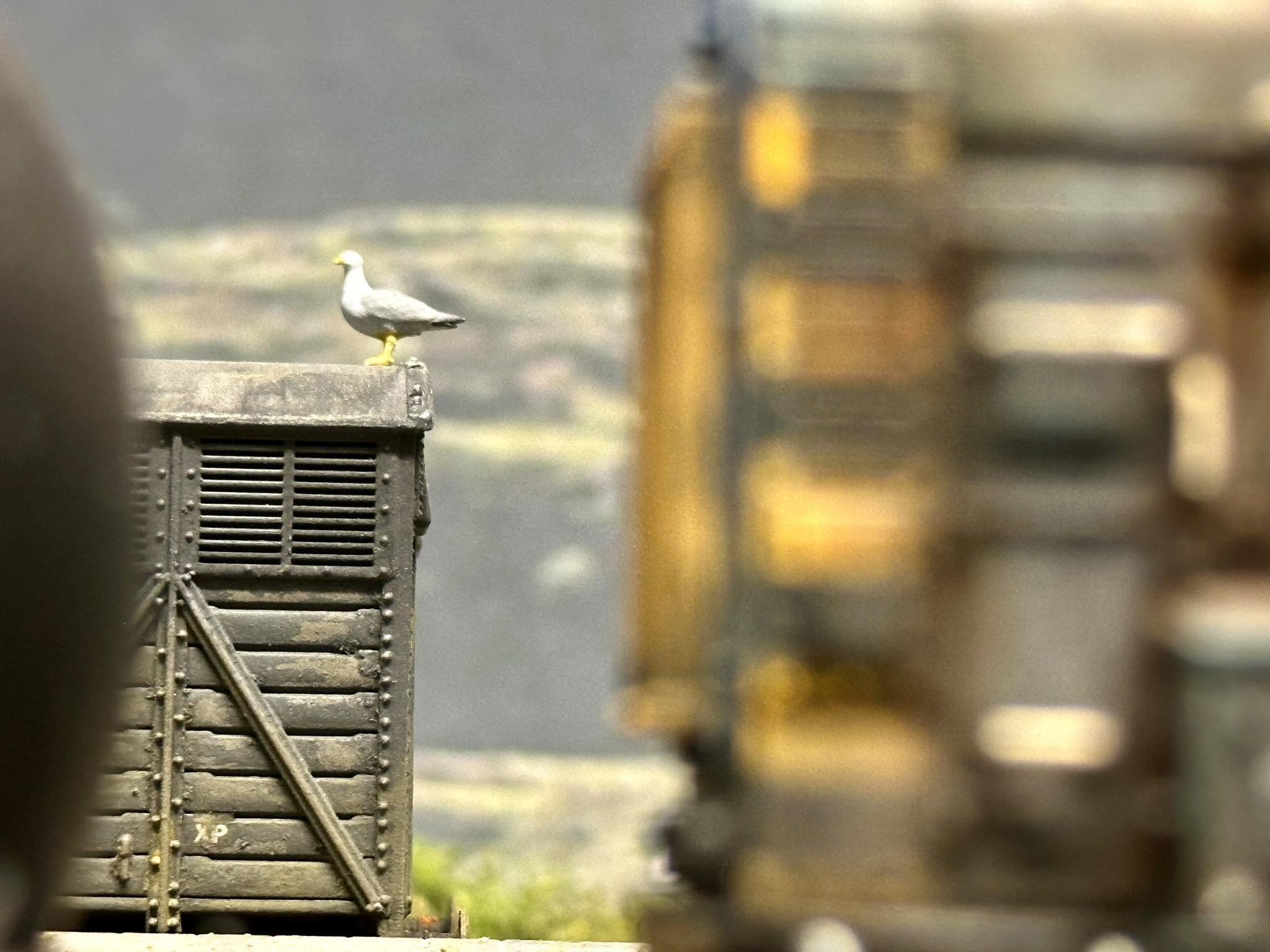 31400 Seagulls x12