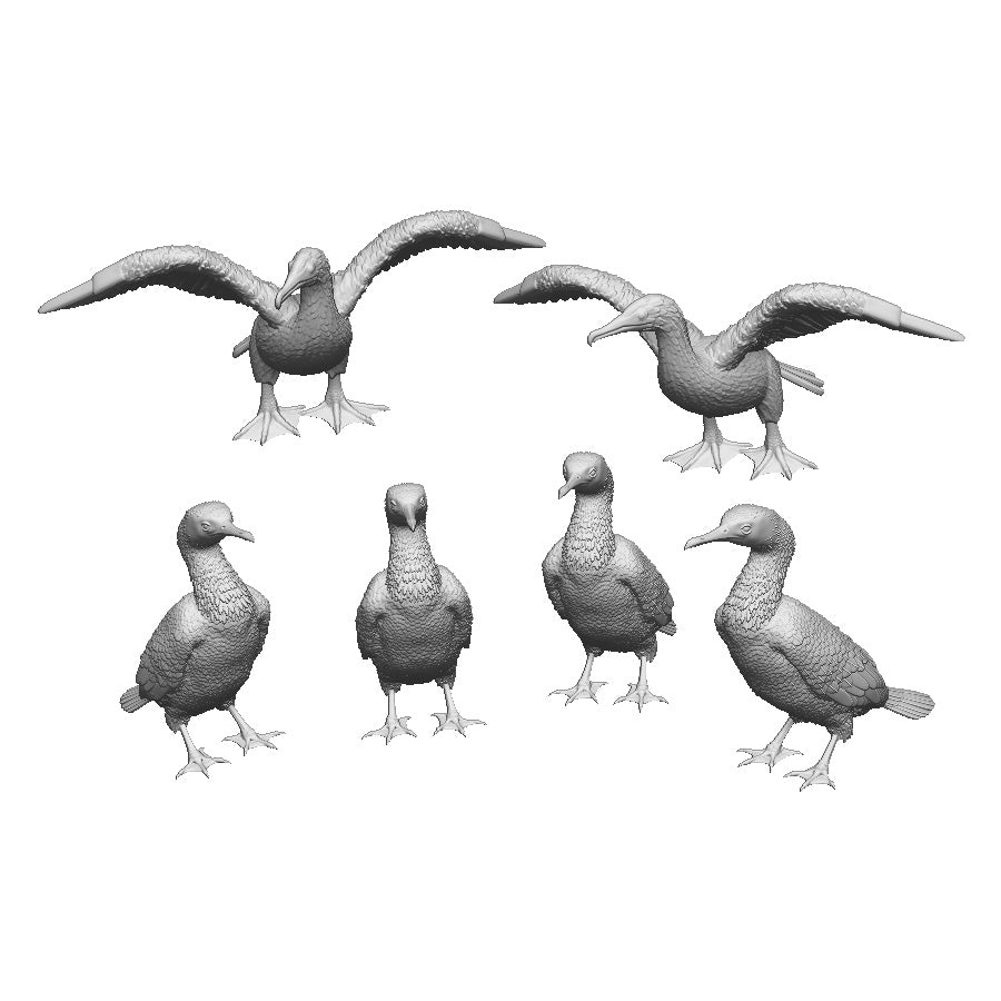 31408 Cormorants