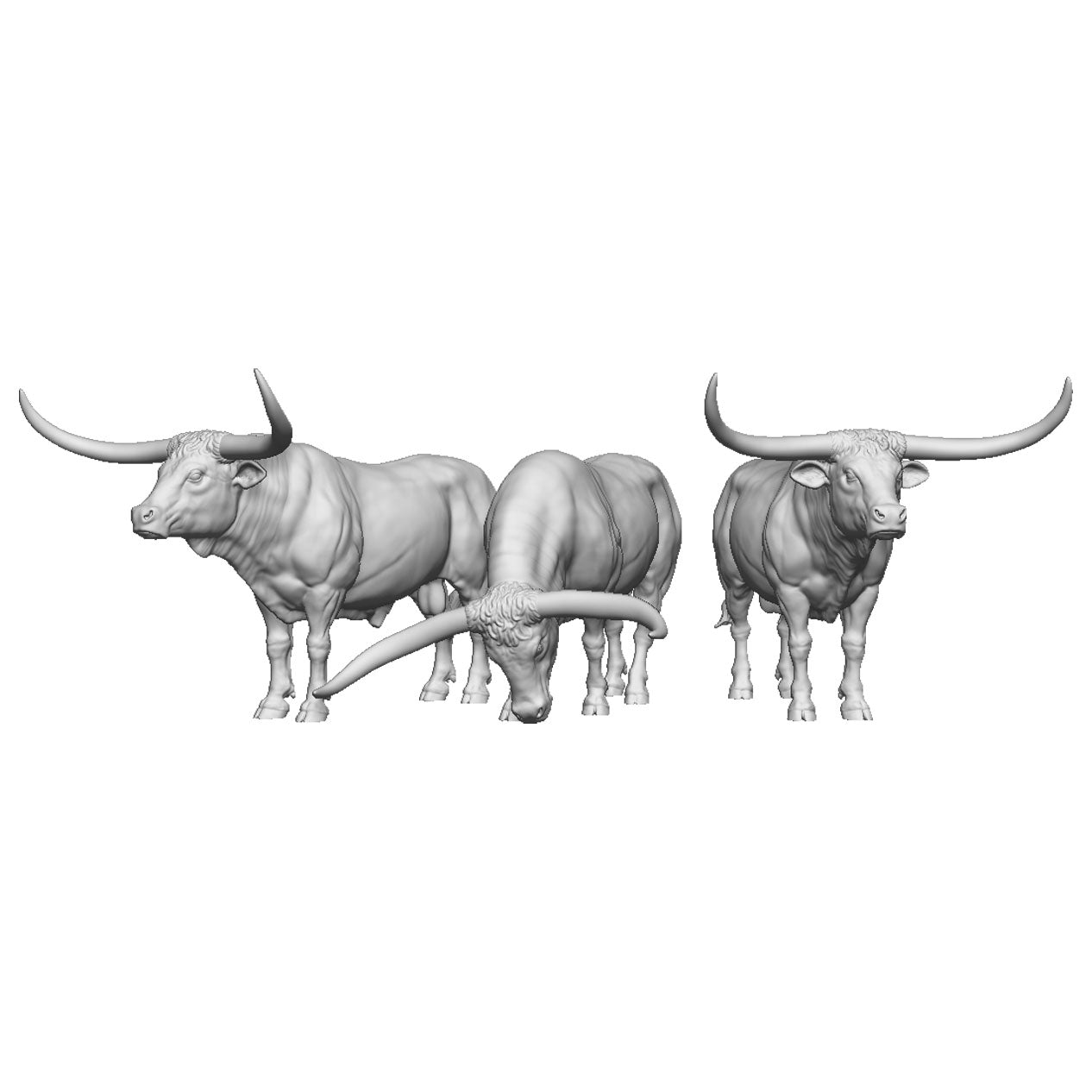 A pack of texas longhorn cattle x3
