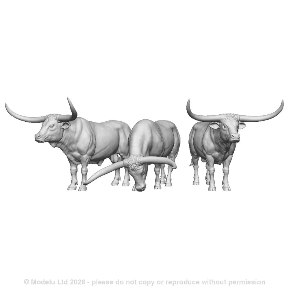 A pack of texas longhorn cattle x3