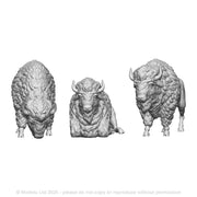 A pack of bison x3