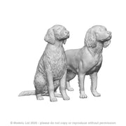 A pack of english springer spaniels x2