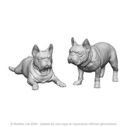 31015 French Bulldogs