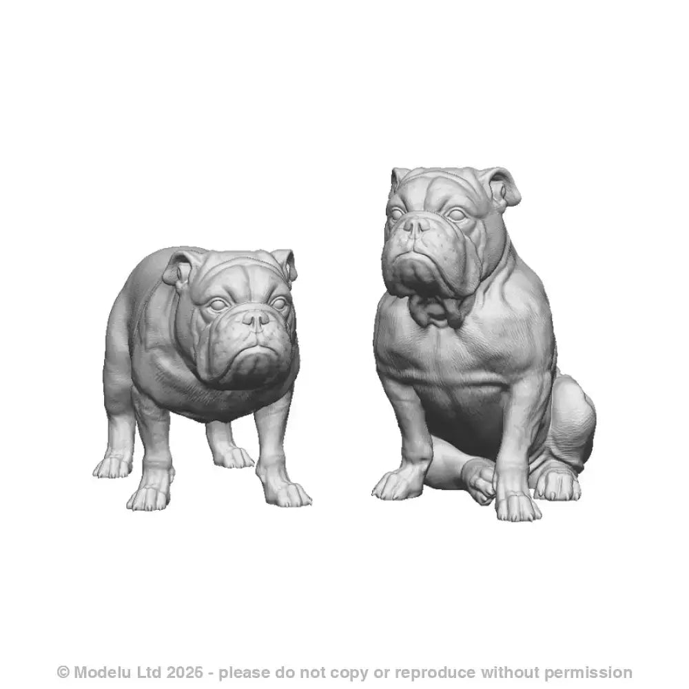 31016 English Bulldog